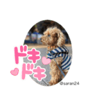 幸せ犬家族(ロコ.ニコ.サラン.リル)（個別スタンプ：14）