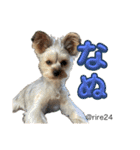 幸せ犬家族(ロコ.ニコ.サラン.リル)（個別スタンプ：16）