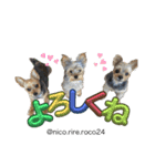 幸せ犬家族(ロコ.ニコ.サラン.リル)（個別スタンプ：19）