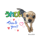 幸せ犬家族(ロコ.ニコ.サラン.リル)（個別スタンプ：24）