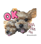 幸せ犬家族(ロコ.ニコ.サラン.リル)（個別スタンプ：25）
