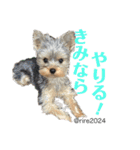 幸せ犬家族(ロコ.ニコ.サラン.リル)（個別スタンプ：27）