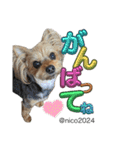 幸せ犬家族(ロコ.ニコ.サラン.リル)（個別スタンプ：28）
