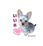 幸せ犬家族(ロコ.ニコ.サラン.リル)（個別スタンプ：29）