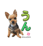 幸せ犬家族(ロコ.ニコ.サラン.リル)（個別スタンプ：31）