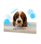 Dog lover 3:)（個別スタンプ：2）