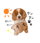 Dog lover 3:)（個別スタンプ：3）