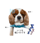 Dog lover 3:)（個別スタンプ：4）