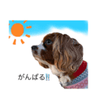 Dog lover 3:)（個別スタンプ：5）