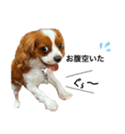 Dog lover 3:)（個別スタンプ：7）
