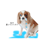 Dog lover 3:)（個別スタンプ：8）