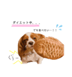 Dog lover 3:)（個別スタンプ：9）