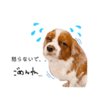 Dog lover 3:)（個別スタンプ：10）