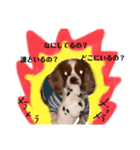 Dog lover 3:)（個別スタンプ：11）