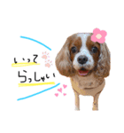 Dog lover 3:)（個別スタンプ：14）