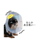 Dog lover 3:)（個別スタンプ：15）