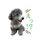 シュシュのスタンプver.2（個別スタンプ：13）