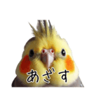 若者風オカメインコ（個別スタンプ：1）