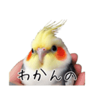 若者風オカメインコ（個別スタンプ：2）