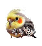 若者風オカメインコ（個別スタンプ：4）