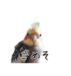 若者風オカメインコ（個別スタンプ：5）