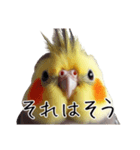 若者風オカメインコ（個別スタンプ：6）