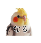 若者風オカメインコ（個別スタンプ：7）