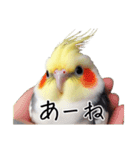 若者風オカメインコ（個別スタンプ：9）