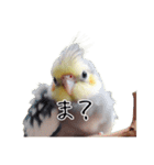 若者風オカメインコ（個別スタンプ：10）