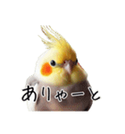 若者風オカメインコ（個別スタンプ：11）