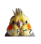 若者風オカメインコ（個別スタンプ：12）