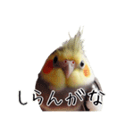 若者風オカメインコ（個別スタンプ：13）