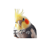 若者風オカメインコ（個別スタンプ：14）