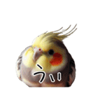 若者風オカメインコ（個別スタンプ：15）