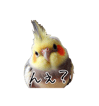 若者風オカメインコ（個別スタンプ：16）