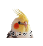 若者風オカメインコ（個別スタンプ：17）