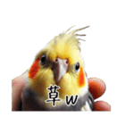 若者風オカメインコ（個別スタンプ：18）