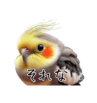 若者風オカメインコ（個別スタンプ：19）