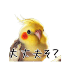 若者風オカメインコ（個別スタンプ：20）