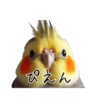 若者風オカメインコ（個別スタンプ：21）