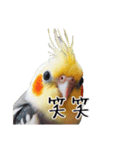 若者風オカメインコ（個別スタンプ：22）