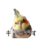 若者風オカメインコ（個別スタンプ：24）