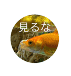 家の金魚たち（個別スタンプ：2）