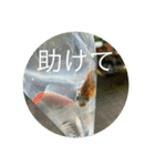 家の金魚たち（個別スタンプ：3）