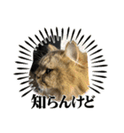 猫ラガマフィン日常＆イベントスタンプ（個別スタンプ：2）