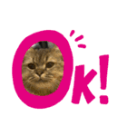 猫ラガマフィン日常＆イベントスタンプ（個別スタンプ：3）