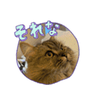 猫ラガマフィン日常＆イベントスタンプ（個別スタンプ：4）