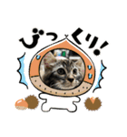 猫ラガマフィン日常＆イベントスタンプ（個別スタンプ：7）