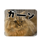 猫ラガマフィン日常＆イベントスタンプ（個別スタンプ：10）