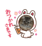 猫ラガマフィン日常＆イベントスタンプ（個別スタンプ：12）